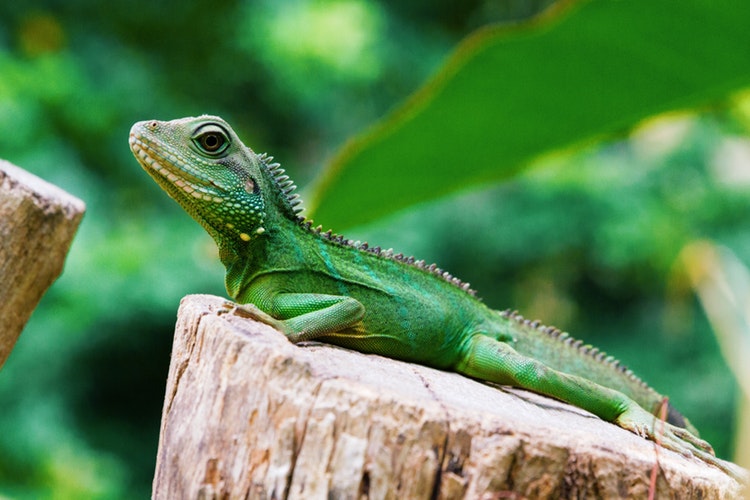 esto es una iguana